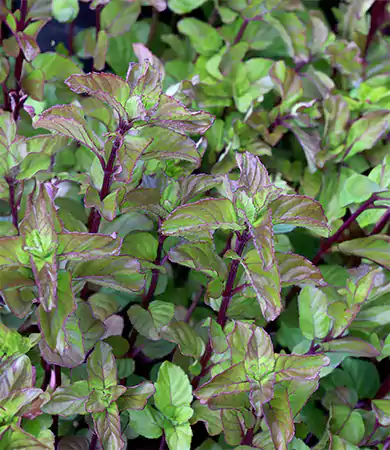 M piperita Lavender