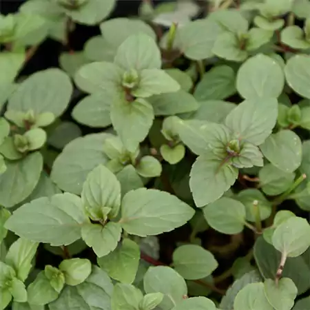 M piperita White