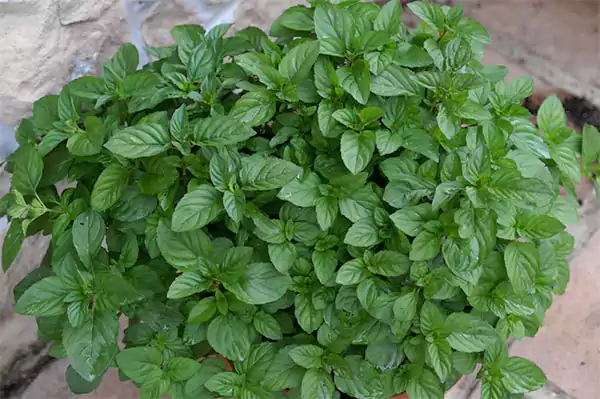 M piperita f Citrata Lime