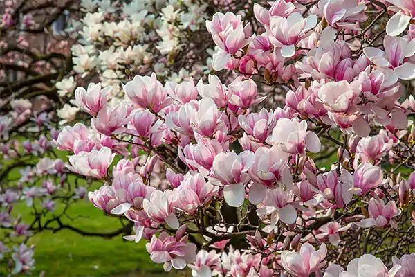 Magnolias