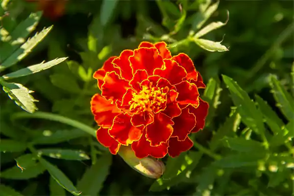 Marigold Image