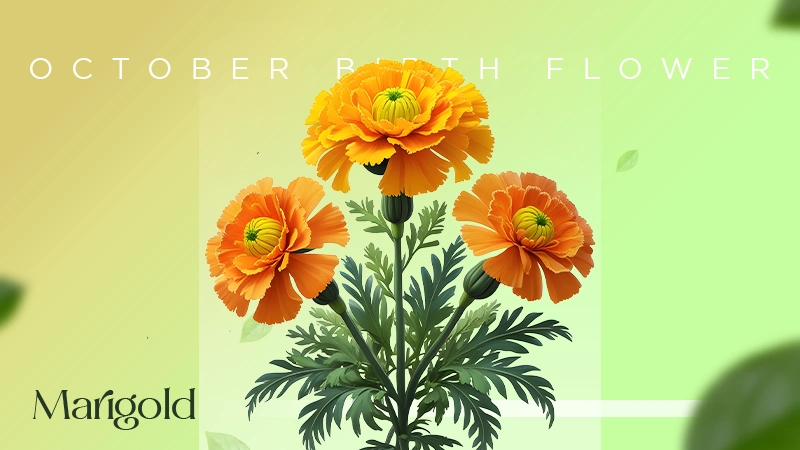 Marigold October Birth Flower