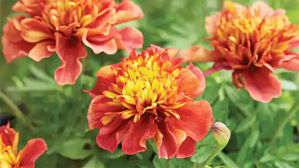 Marigoldd