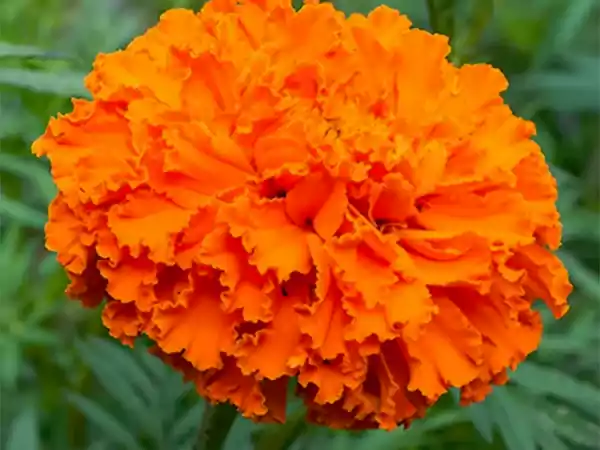 Marigolddd