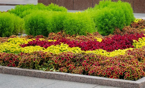 Mass planting