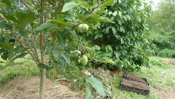 Mature A.triloba tree