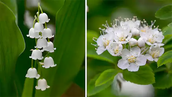 May birth flowers