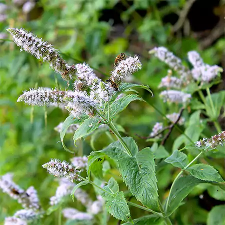 Mentha x piperita flowers