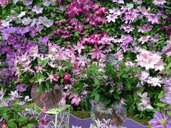 Mix and Match Gardenss