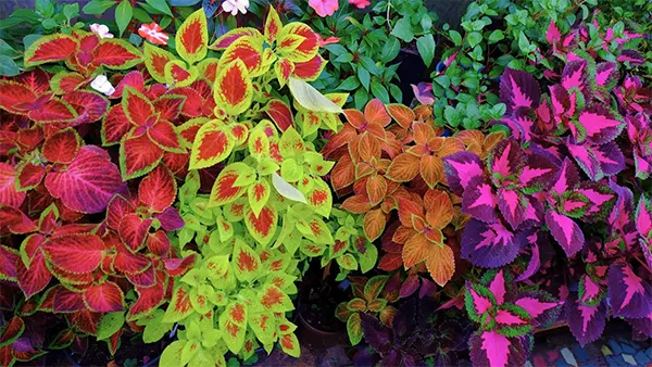 Mixed Flame Nettle varieties