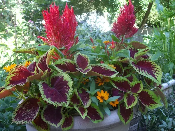 Mixed beds