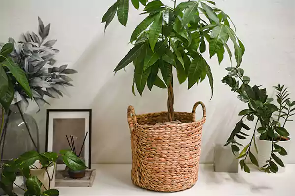 Money Tree Image