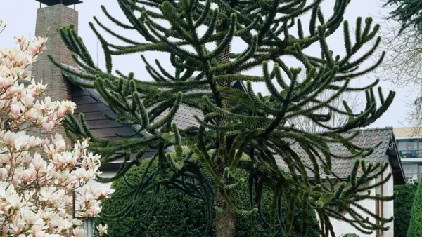 Monkey Tree