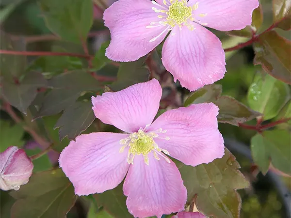Montana cultivar