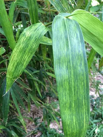 Mosaic virus