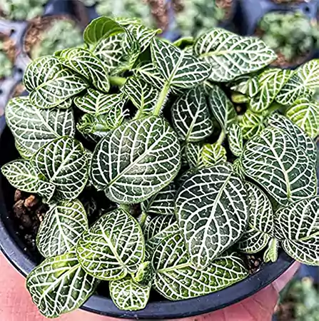 Nerve Plant Image