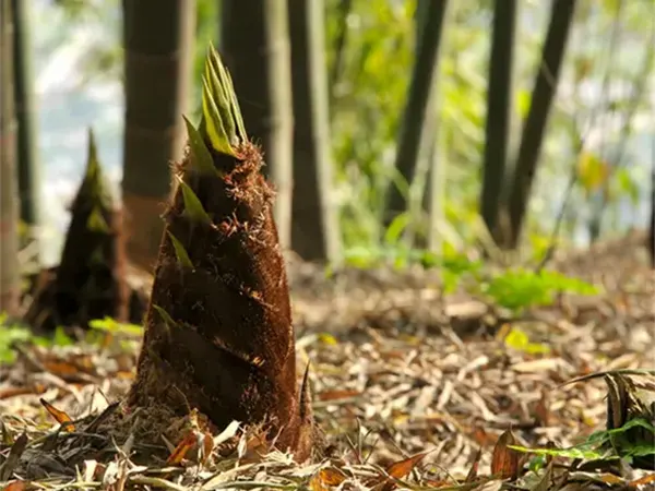 New growth