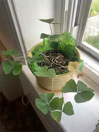 No flowering