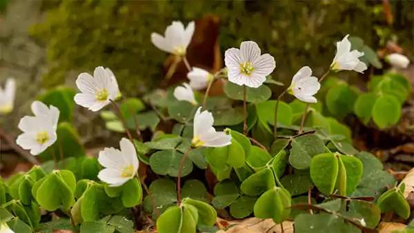 Nyctinasty leaves of Oxalis