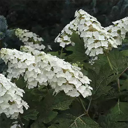 Oakleaf Hydrangea