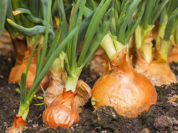 Onions