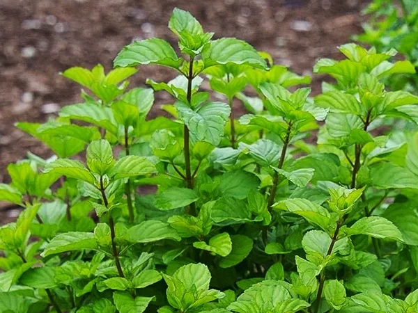 Orange Peppermint plant