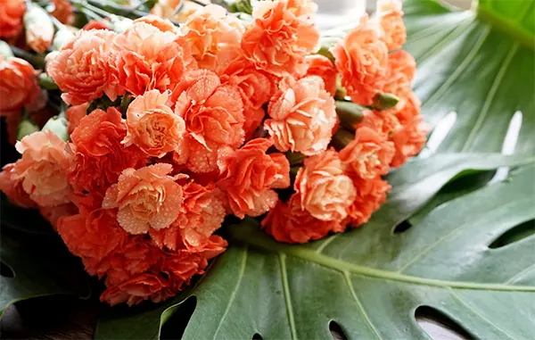 Orange shade of D.caryophyllus