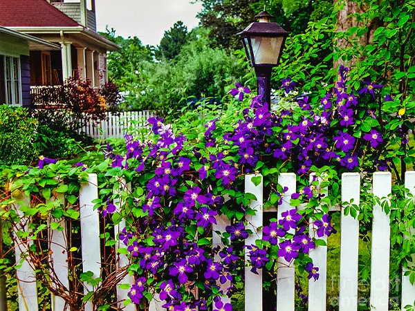 Ornamental vines along the fence