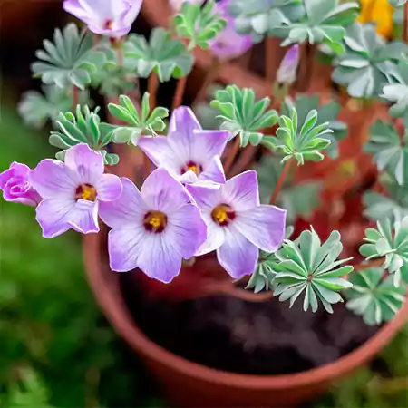 Oxalis adelophylla