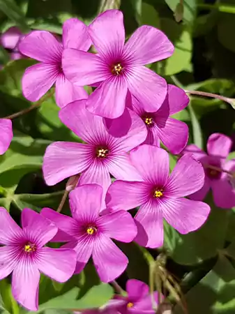 Oxalis crassipes