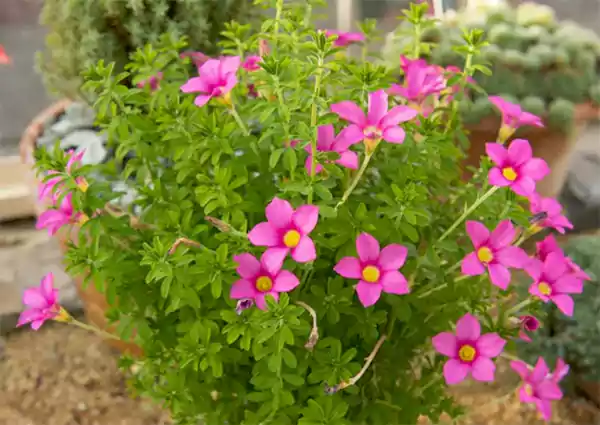Oxalis hirta