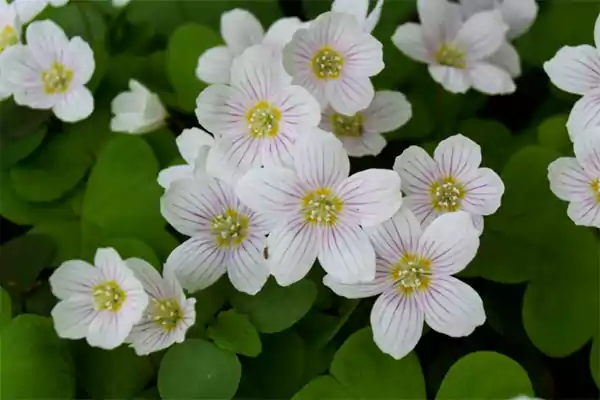 Oxalis oregana