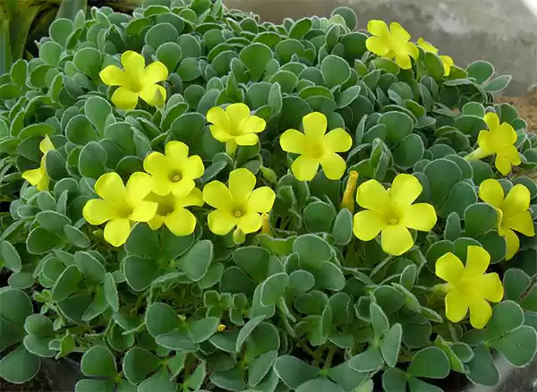 Oxalis purpurea Ken Aslet