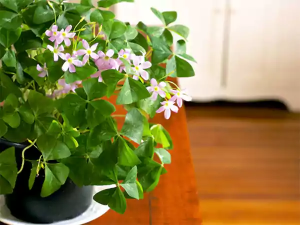 Oxalis regnellii
