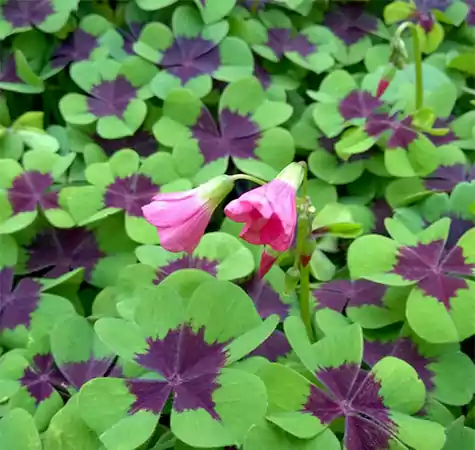 Oxalis tetraphylla