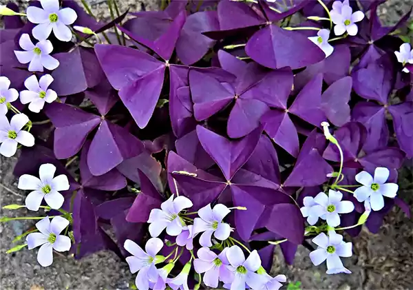 Oxalis triangularis