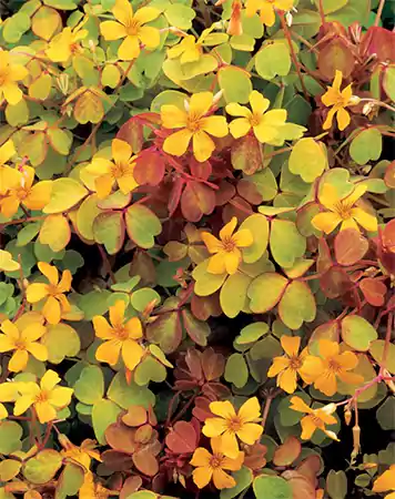 Oxalis vulcanicola Molten Lava