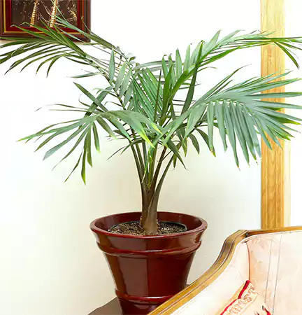 Palm Plant
