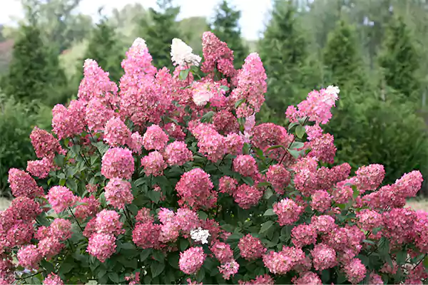 Panicle Hydrangea