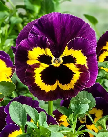 Pansies