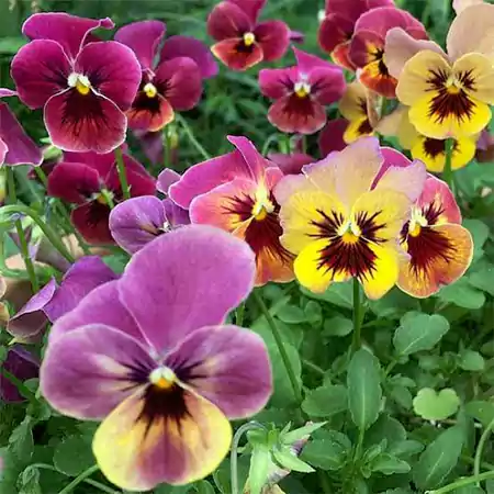Pansies