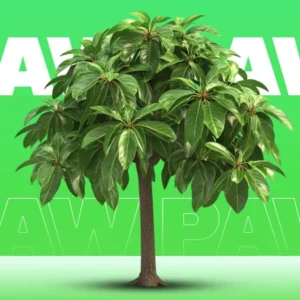 Paw Paw Tree For Sale