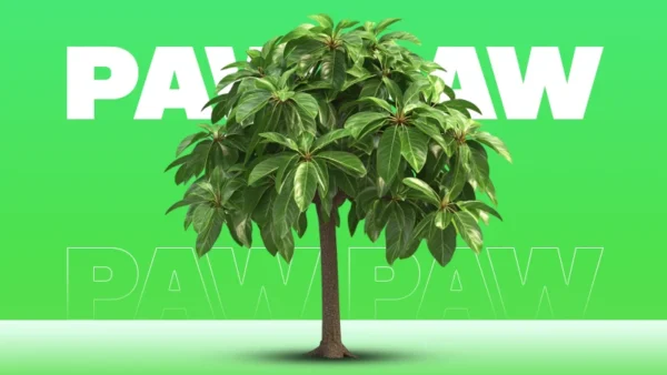 Paw Paw Tree For Sale
