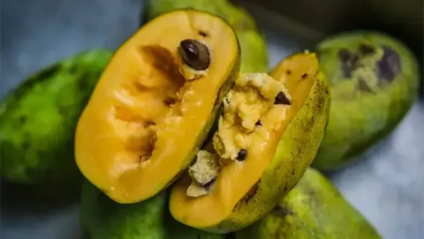 Paw fruits