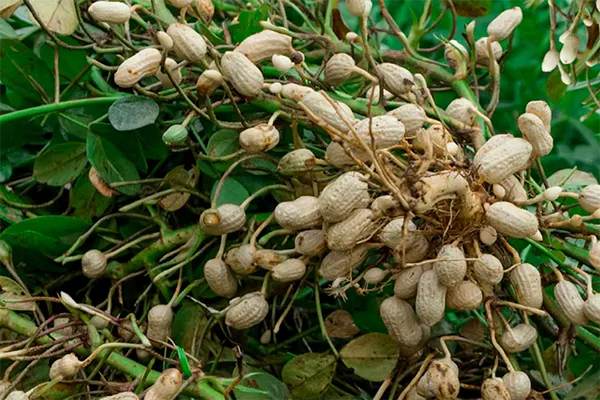 Peanut Plant