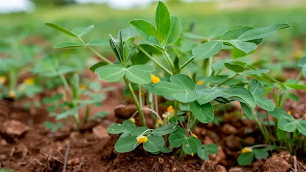 Peanut Plant