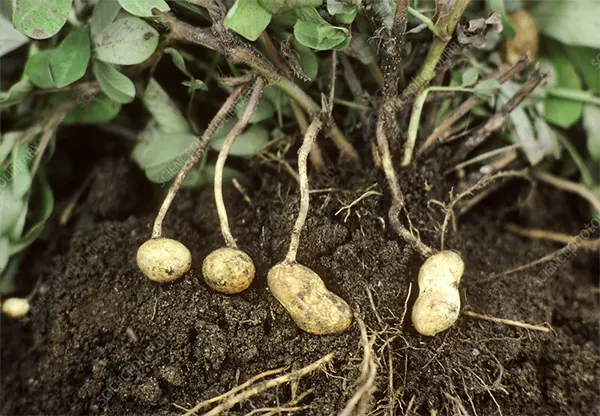Peanut Plant