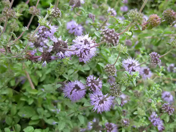 Pennyroyal Image