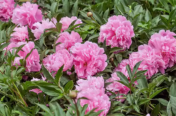 Peonies