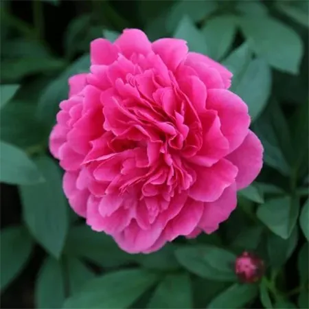 Peony